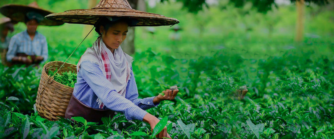 A Day In The Life Of A Tea Farmer