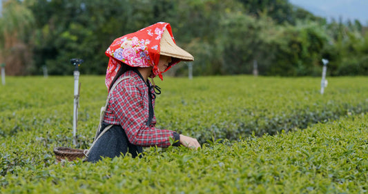 Assam tea farms